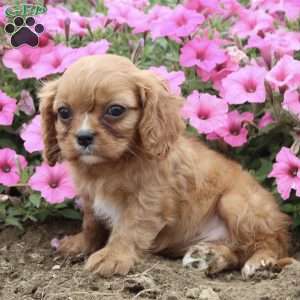 Barbie, Cavalier King Charles Spaniel Puppy