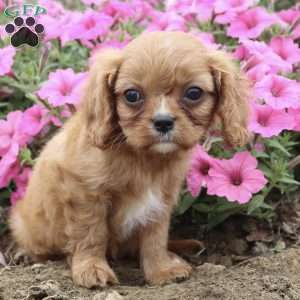 Barbie, Cavalier King Charles Spaniel Puppy