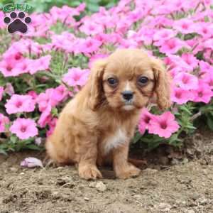 Barbie, Cavalier King Charles Spaniel Puppy