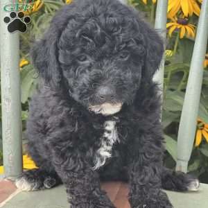 Dex, Miniature Poodle Puppy