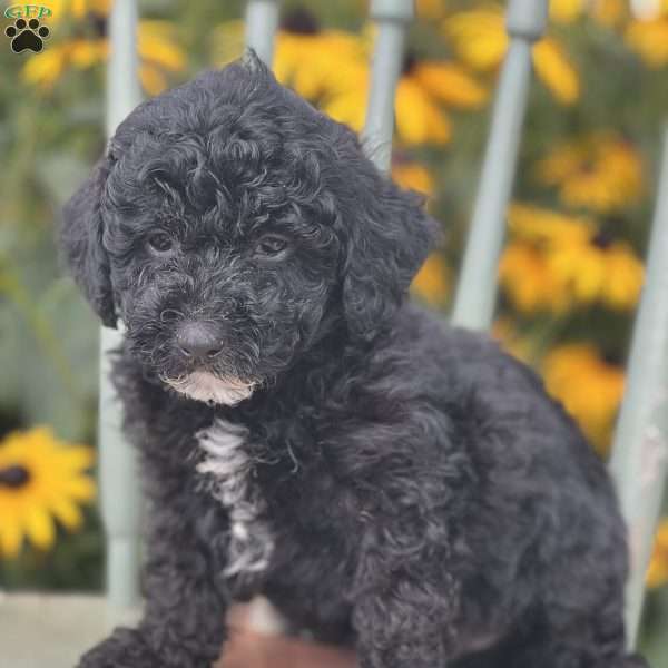 Dex, Miniature Poodle Puppy