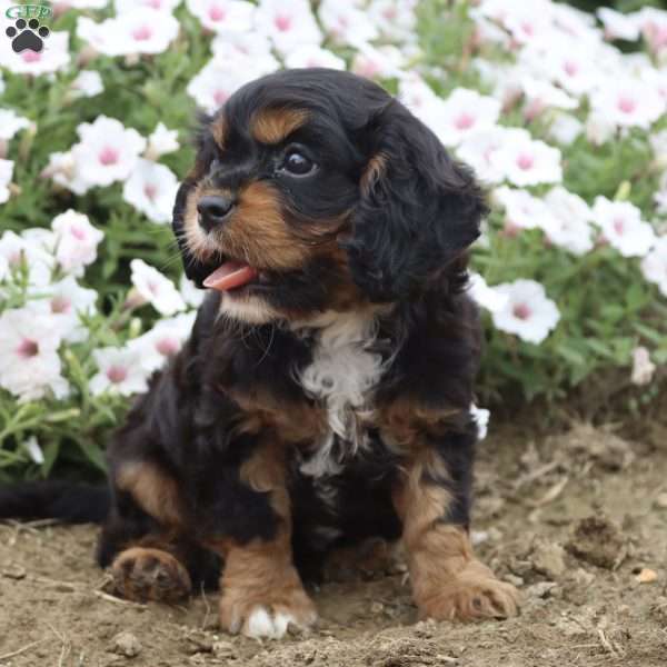 Bubbles, Cavalier King Charles Spaniel Puppy