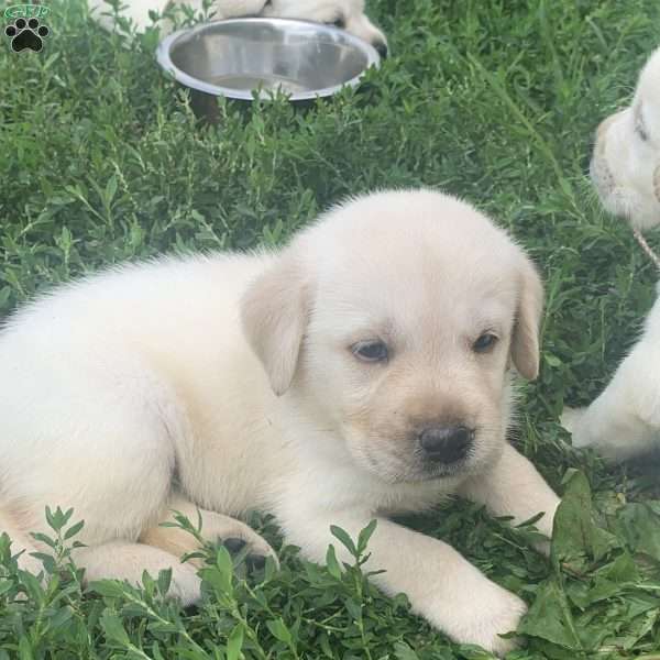 Benny, Yellow Labrador Retriever Puppy