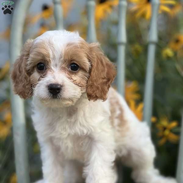 Diva, Cavapoo Puppy