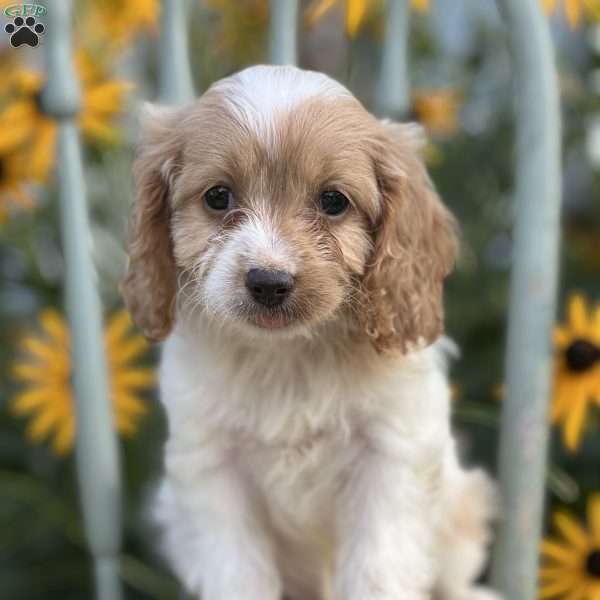 Dolly, Cavapoo Puppy