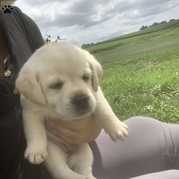 Chase, Yellow Labrador Retriever Puppy