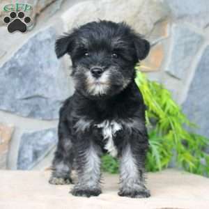 Darla, Miniature Schnauzer Puppy