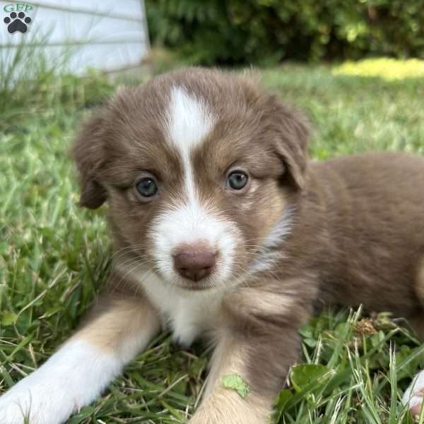 Socks, Miniature Australian Shepherd Puppy