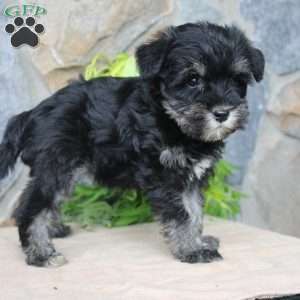 Darla, Miniature Schnauzer Puppy