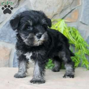 Darla, Miniature Schnauzer Puppy