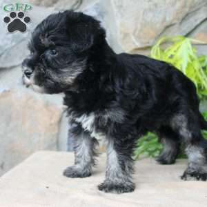 Darla, Miniature Schnauzer Puppy