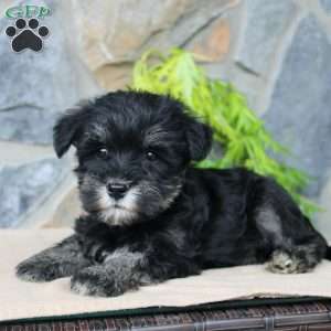 Darla, Miniature Schnauzer Puppy