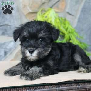 Darla, Miniature Schnauzer Puppy