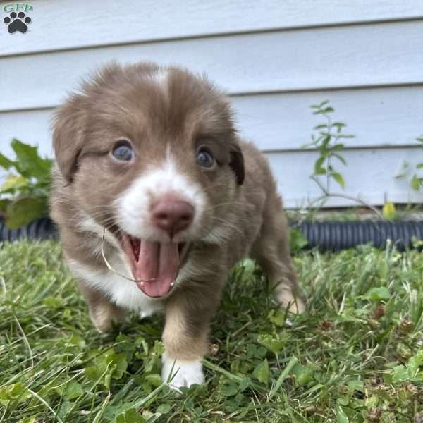 Juno, Miniature Australian Shepherd Puppy