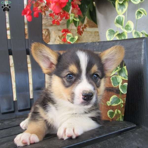 Hunter, Pembroke Welsh Corgi Puppy