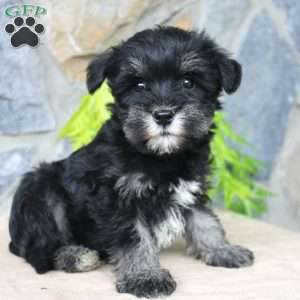 Darla, Miniature Schnauzer Puppy