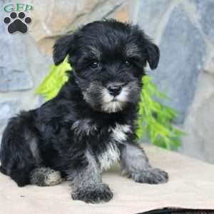 Darla, Miniature Schnauzer Puppy