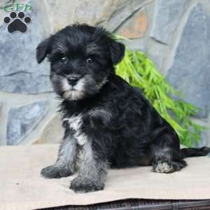 Darla, Miniature Schnauzer Puppy