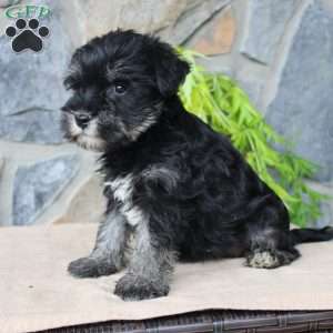 Darla, Miniature Schnauzer Puppy