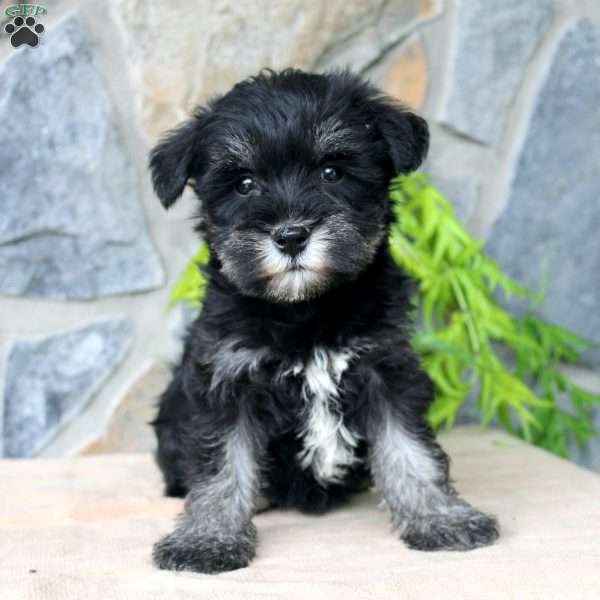 Darla, Miniature Schnauzer Puppy