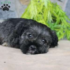 Duke, Miniature Schnauzer Puppy