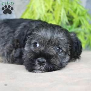 Duke, Miniature Schnauzer Puppy