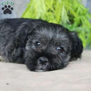 Duke, Miniature Schnauzer Puppy