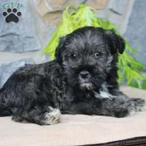 Duke, Miniature Schnauzer Puppy