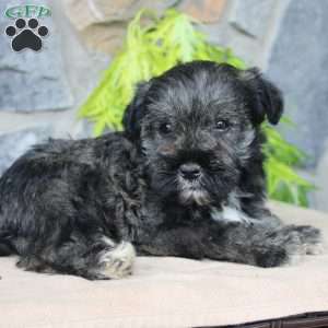 Duke, Miniature Schnauzer Puppy