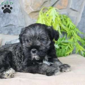 Duke, Miniature Schnauzer Puppy