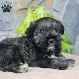 Duke, Miniature Schnauzer Puppy