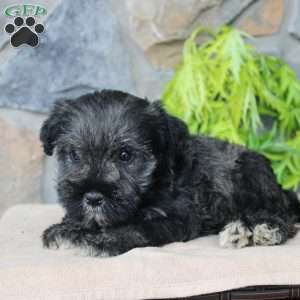 Duke, Miniature Schnauzer Puppy