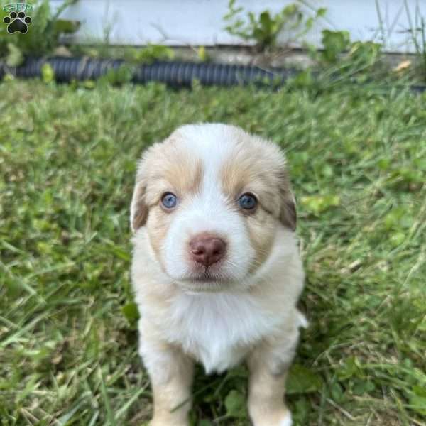 Muffin, Miniature Australian Shepherd Puppy