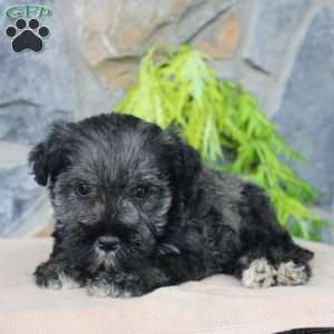 Duke, Miniature Schnauzer Puppy