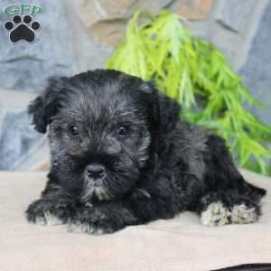 Duke, Miniature Schnauzer Puppy