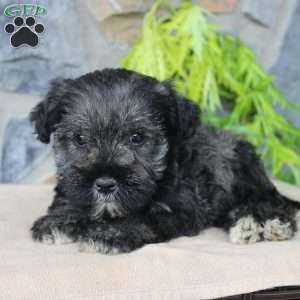 Duke, Miniature Schnauzer Puppy