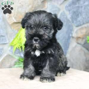 Duke, Miniature Schnauzer Puppy