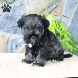 Duke, Miniature Schnauzer Puppy