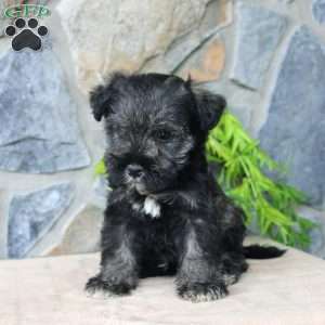 Duke, Miniature Schnauzer Puppy