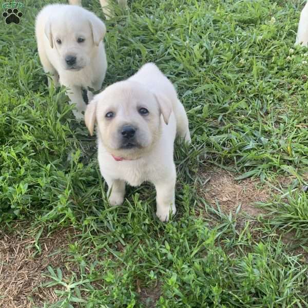 Jessie, Yellow Labrador Retriever Puppy