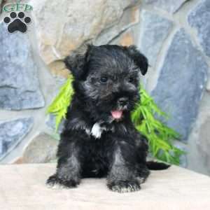 Duke, Miniature Schnauzer Puppy