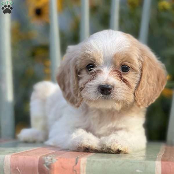 Dundee, Cavapoo Puppy