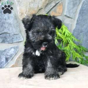 Duke, Miniature Schnauzer Puppy