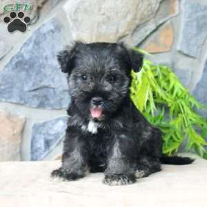 Duke, Miniature Schnauzer Puppy