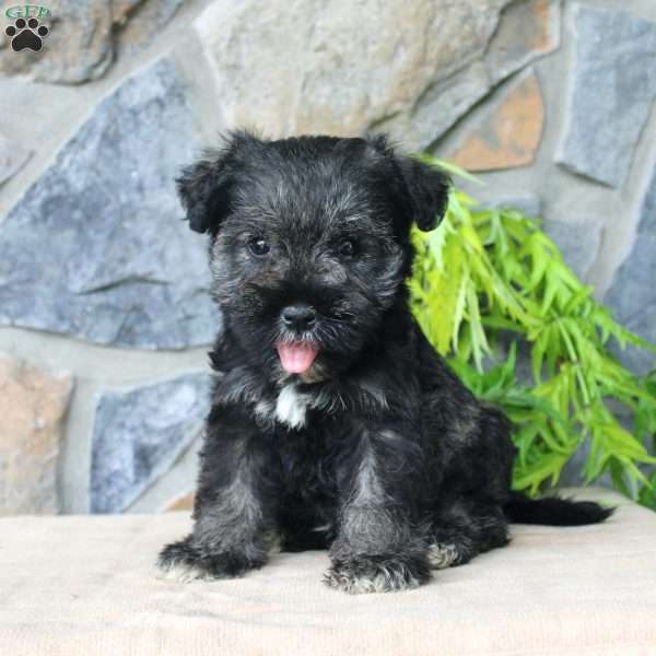 Duke, Miniature Schnauzer Puppy