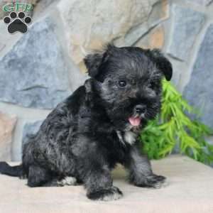 Duke, Miniature Schnauzer Puppy