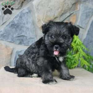 Duke, Miniature Schnauzer Puppy