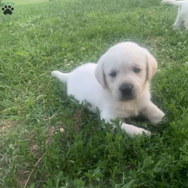 Violet, Yellow Labrador Retriever Puppy