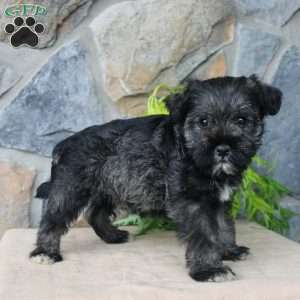 Duke, Miniature Schnauzer Puppy