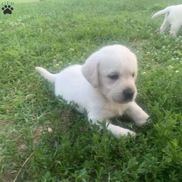 Skye, Yellow Labrador Retriever Puppy